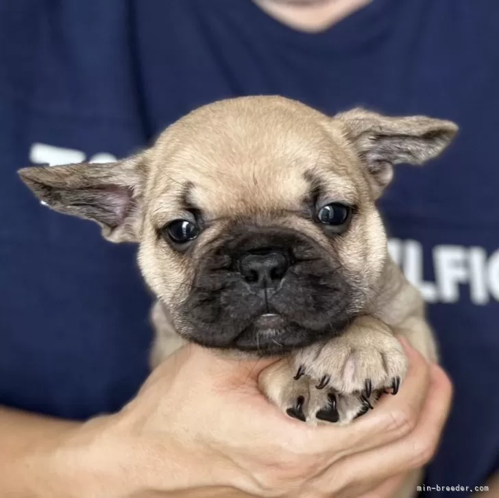 だいふく 様のお迎えした子犬