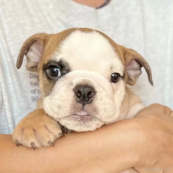 S.T 様のお迎えした子犬