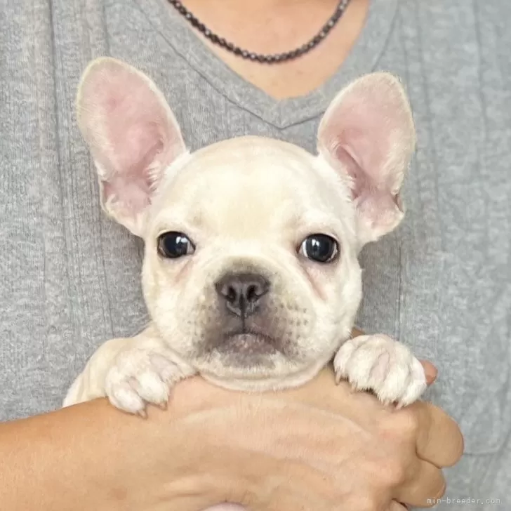 S.T 様のお迎えした子犬