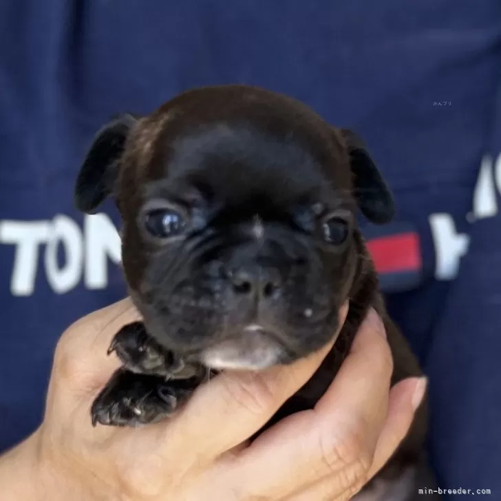 がっきー 様のお迎えした子犬