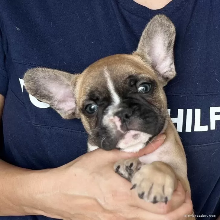 ラフ 様のお迎えした子犬