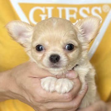 チワワ(ロング)【愛知県・男の子・2024年7月31日・クリーム&ホワイト】の写真「9/26までのネット限定販売⭐️人気のチワワ💕」