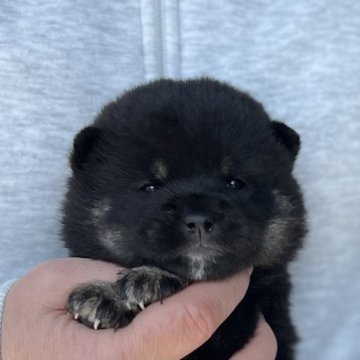 柴犬(豆柴)【愛知県・女の子・2024年2月16日・黒色】の写真「両親豆柴⭐️くりくりな瞳が可愛い子です」