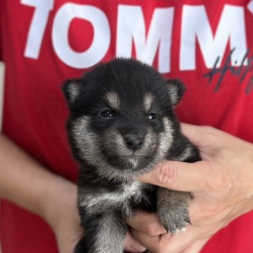 柴犬(豆柴)【愛知県・男の子・2023年9月18日・黒色】の写真「4匹兄妹の男の子❣️小柄な人気の豆柴です✨」