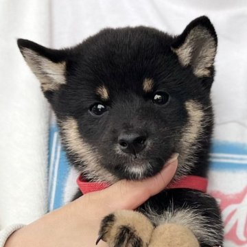 柴犬(豆柴)【愛知県・男の子・2024年9月3日・黒色】の写真「人気の豆柴男の子⭐️」