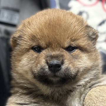 柴犬(豆柴)【愛知県・女の子・2023年3月25日・赤色】の写真「父犬豆柴⭐️母犬豆柴認定⭐️愛嬌のある女の子💕」