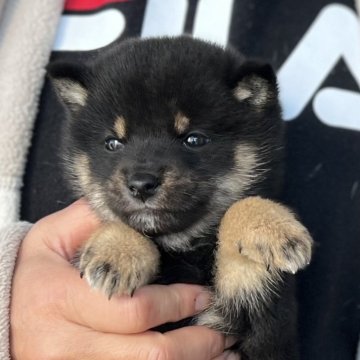 柴犬(豆柴)【愛知県・男の子・2023年11月8日・黒色】の写真「人気の黒色豆柴🌟」