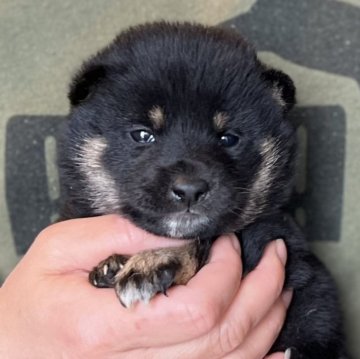 柴犬(豆柴)【愛知県・女の子・2024年1月19日・黒色】の写真「父犬豆柴⭐️母犬豆柴認定⭐️かわいい3姉妹です❣️」