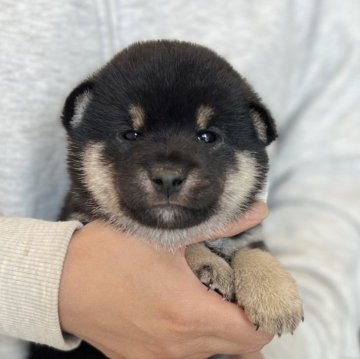 柴犬(豆柴)【愛知県・男の子・2024年4月12日・黒色】の写真「父豆柴　母豆柴認定☘️」