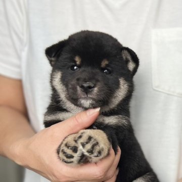 柴犬(豆柴)【愛知県・男の子・2024年4月12日・黒色】の写真「父豆柴　母豆柴認定」