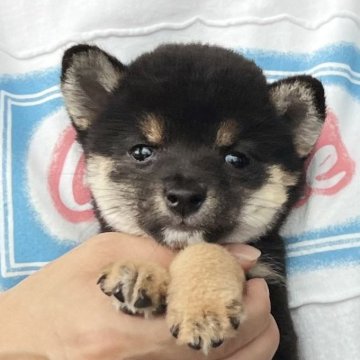 柴犬(豆柴)【愛知県・女の子・2024年6月26日・黒色】の写真「レアな極小豆柴の女の子❣」