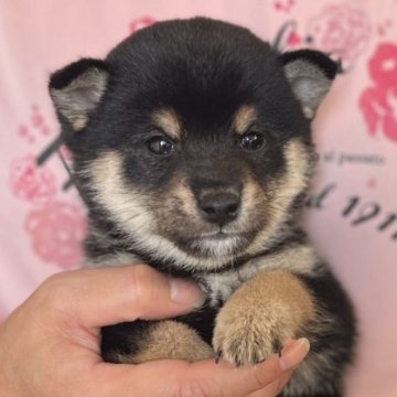 柴犬(豆柴)【愛知県・男の子・2023年9月22日・黒色】の写真「11月19日までの限定販🍁綺麗な顔立ちのイケメン🌟」