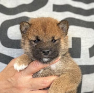 柴犬(豆柴)【愛知県・男の子・2023年8月24日・赤色】の写真「目元のしっかりした顔立ちの男の子❣️人気の豆柴✨」