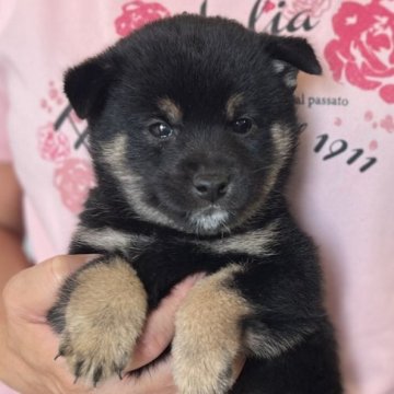 柴犬(豆柴)【愛知県・男の子・2023年9月22日・黒色】の写真「つぶらな瞳がかわいい🌟」