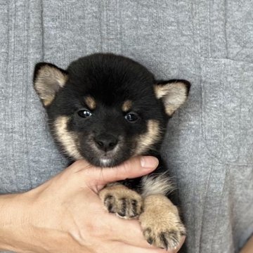 柴犬(豆柴)【愛知県・女の子・2024年6月26日・黒色】の写真「8/26までの限定販売❗️父豆柴⭐️母豆柴認定⭐️」