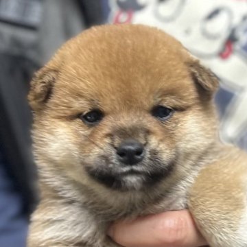 柴犬(豆柴)【愛知県・女の子・2023年3月25日・赤色】の写真「父犬豆柴⭐️母犬豆柴認定⭐️つぶらな瞳の女の子💕」