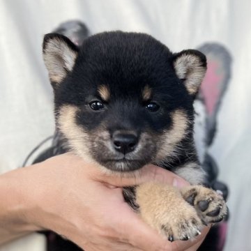 柴犬(豆柴)【愛知県・男の子・2024年9月3日・黒色】の写真「人気の豆柴男の子⭐️」