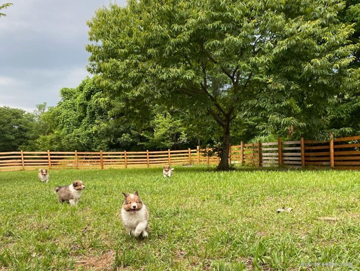 仔犬も成犬も、母犬もストレスフリーでのびのび暮らしています。｜前田　奈緒(まえだ　なお)ブリーダー(大阪府・シェットランドシープドッグなど・JKC登録)の紹介写真10