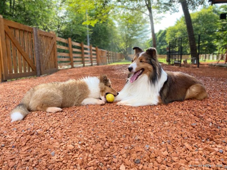 犬達の足に優しいチップを敷きました。｜前田　奈緒(まえだ　なお)ブリーダー(大阪府・シェットランドシープドッグなど・JKC登録)の紹介写真6