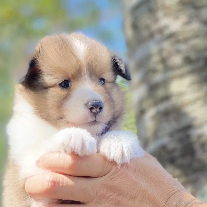 シェルティ 様のお迎えした子犬