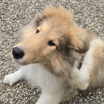 ラフコリー【滋賀県・男の子・2025年2月26日・セーブル&ホワイト】の写真「名犬ラッシーのモデルにもなった犬種です!」