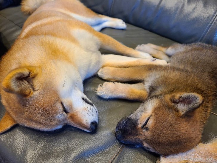 社会性を養う為犬同士のふれあいを大切にして育てています。モデル　めろん&みかん｜関　博之(せき　ひろゆき)ブリーダー(千葉県・柴犬など・日本豆柴犬協会登録)の紹介写真1