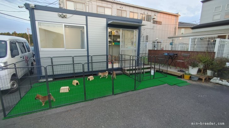 仔犬、母犬専用ドッグラン｜関　博之(せき　ひろゆき)ブリーダー(千葉県・柴犬など・日本豆柴犬協会登録)の紹介写真5