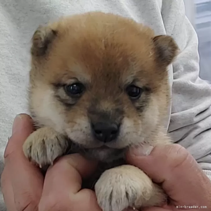 のの太郎 様のお迎えした子犬