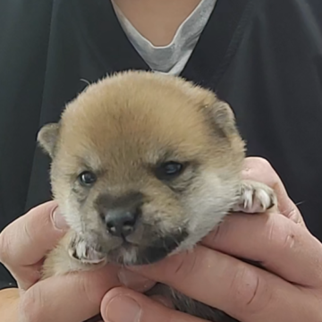 柴犬(豆柴)【千葉県・女の子・2024年12月27日・赤】の写真「優しい目をしたおとなしい女の子」