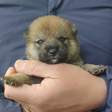 柴犬(豆柴)【千葉県・男の子・2025年1月19日・赤】の写真「小さく　可愛い男の子」