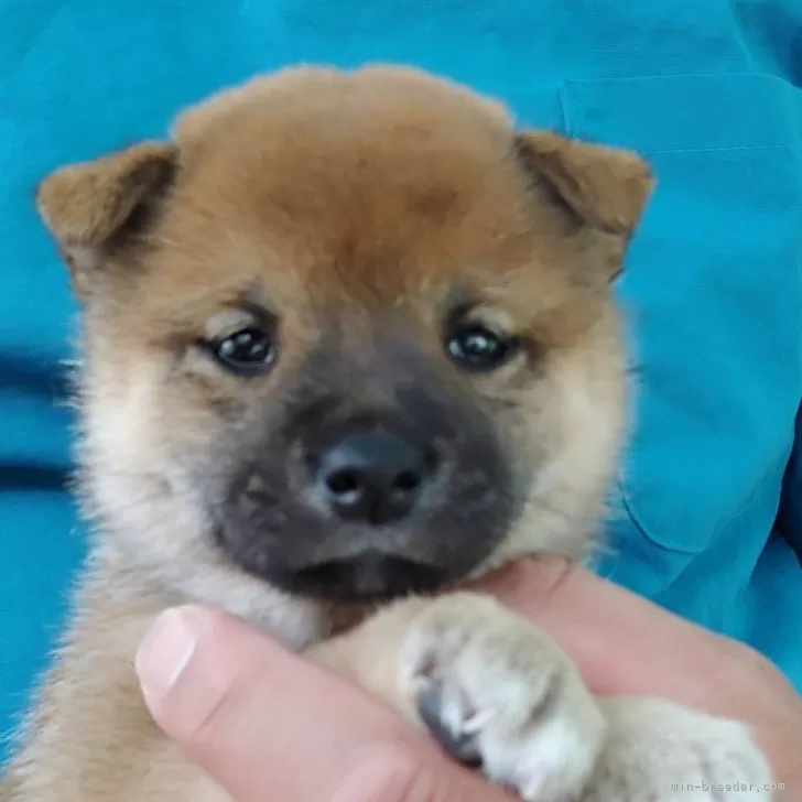 きなこ 様のお迎えした子犬