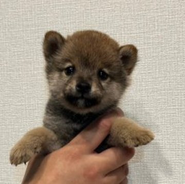 柴犬(豆柴)【千葉県・男の子・2023年2月13日・赤】の写真「良い顔立ちの男子」