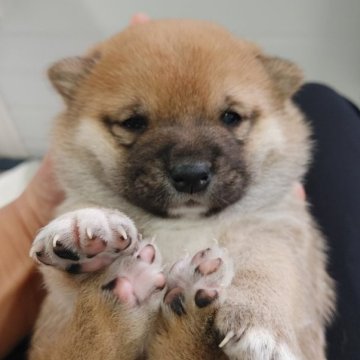 柴犬(豆柴)【千葉県・男の子・2024年1月6日・赤】の写真「ぽっちゃり丸顔」