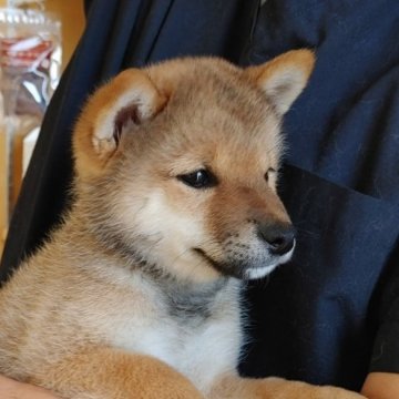 柴犬(豆柴)【千葉県・男の子・2023年2月15日・赤】の写真「しっかりした骨格の健康な男の子」