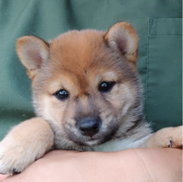 柴犬(豆柴)【千葉県・男の子・2024年6月1日・赤】の写真「くるくるお目目の優しい男の子」