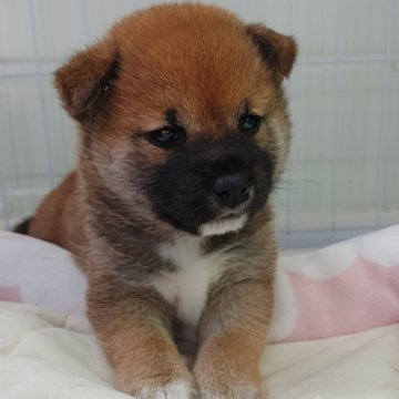 柴犬(豆柴)【千葉県・女の子・2024年4月27日・赤】の写真「おっとりな女の子」