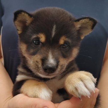 柴犬(豆柴)【千葉県・男の子・2024年4月27日・黒】の写真「オデコのカラーが可愛い男の子」