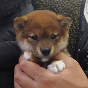 柴犬(豆柴)【千葉県・男の子・2023年9月8日・赤】の写真「小さく甘えん坊」