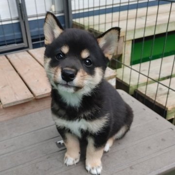 柴犬(豆柴)【千葉県・男の子・2024年5月6日・黒】の写真「綺麗な柄の可愛い男の子」