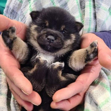 柴犬(豆柴)【千葉県・男の子・2024年1月6日・黒】の写真「可愛いお顔の男の子」