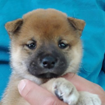 柴犬(豆柴)【千葉県・女の子・2024年5月4日・赤】の写真「優しいお顔の女の子」