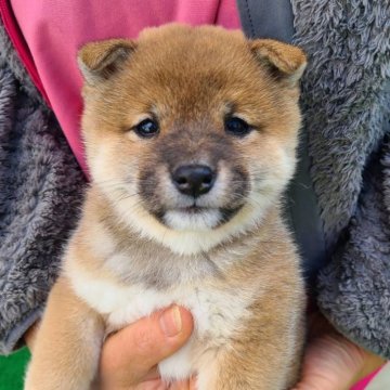 柴犬(豆柴)【千葉県・女の子・2023年11月22日・赤】の写真「活発な女の子」