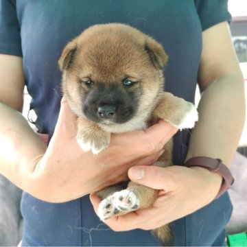 柴犬(豆柴)【千葉県・女の子・2024年5月4日・赤 背中ゴマ】の写真「のんびりしたおとなしい女の子」