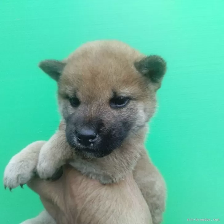 柴犬(標準サイズ)【三重県・男の子・2024年10月31日・赤】の写真1