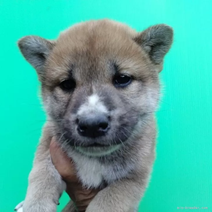 柴犬(標準サイズ)【三重県・男の子・2024年10月24日・赤】の写真1