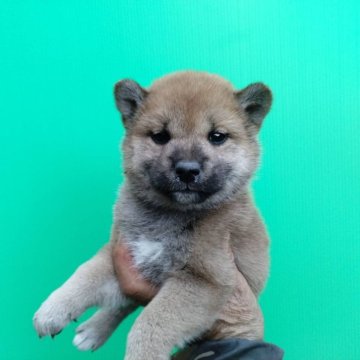 柴犬(標準サイズ)【三重県・女の子・2024年10月24日・赤】の写真「可愛い女の子！」