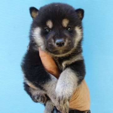 柴犬(標準サイズ)【三重県・男の子・2024年12月13日・黒】の写真「可愛い黒柴」