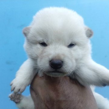 柴犬(標準サイズ)【三重県・女の子・2024年11月21日・白】の写真「人気の白柴」