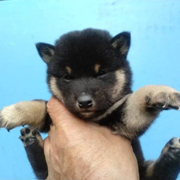 柴犬(標準サイズ)【三重県・男の子・2024年10月3日・黒】の写真「黒柴の男の子」