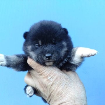 柴犬(標準サイズ)【三重県・女の子・2024年10月4日・黒】の写真「黒柴の女の子」